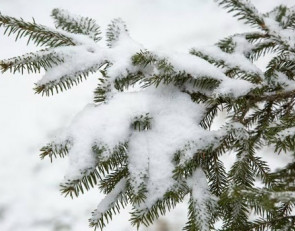 снегопад_ветка_снег_зима