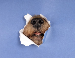 Милый собачий нос