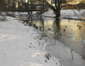 Весенний пейзаж - река и утки.