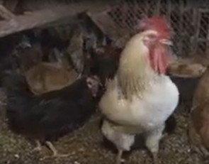 петух и курицы