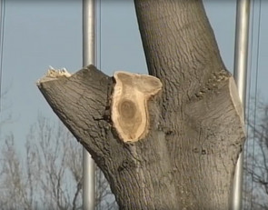 обрезанный тополь