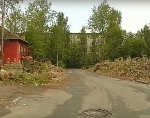 аварийный тополь