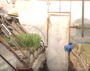 теплицы_урожай