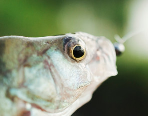 пойманная рыба