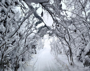 снег_снегопад_деревья