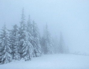 туман_зима_лес