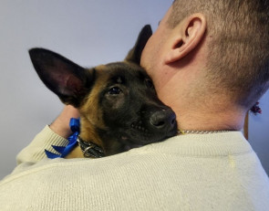 щенок_малинуа_собака