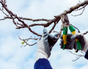 обрезка_дерево_секатор