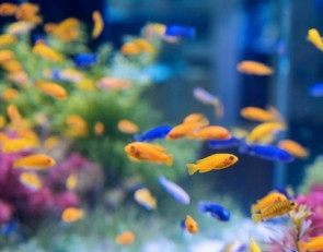 рыба_аквариум