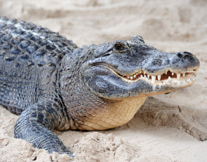 Крокодил_аллигатор