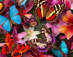 выставка бабочек