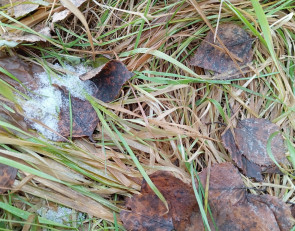 трава и листок