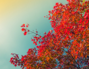 клен_американский