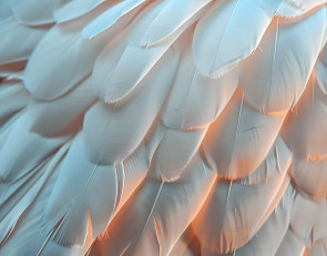 перо_птица_крыло