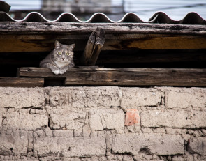 чердак_кот_крыша