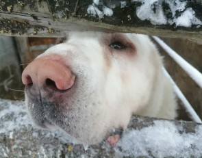 Алабай Мишка