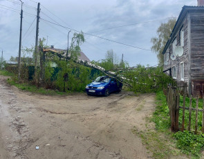 Береза упала на автомобиль