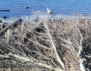 Срубленные на берегу реки деревья