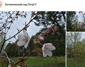 сакура цветет