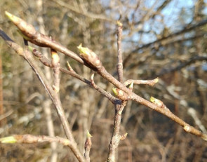 Первой проснулась черемуха
