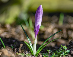 крокус_цветок_весна