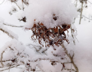 шиповник на морозе