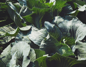 Огород на даче