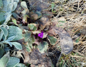 уличный цветок