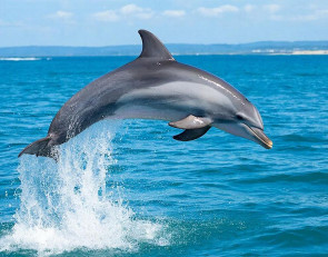дельфин