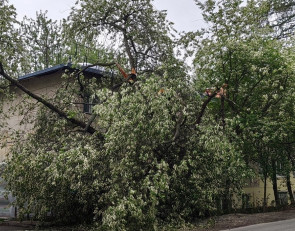 Дерево на Загородной