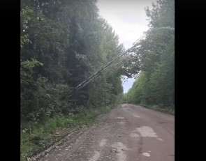 упавшее дерево