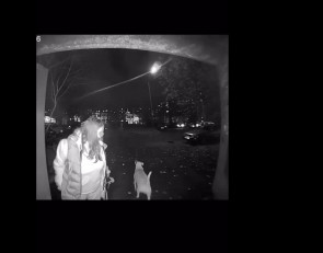 агрессивная собака