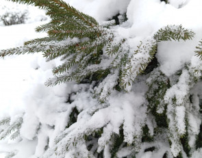 елка и снег