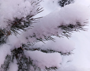 снежная сосна