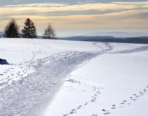 зима_следы_граница