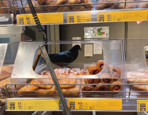 Голубь на прилавке в магазине