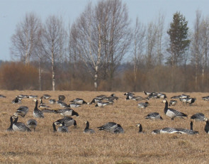 Гуси на олонецких полях
