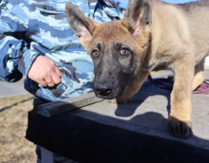 щенок_собака_овчарка_кинолог