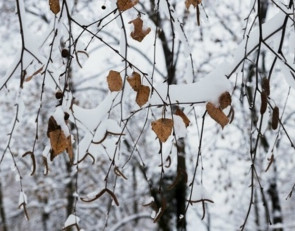 погода+зима_снег