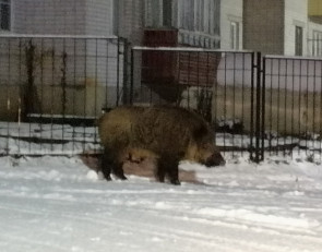 кабан ходит по улице поселка