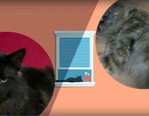 Котики в кружочках