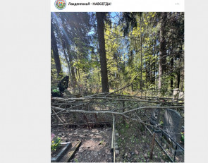 дерево на могилах