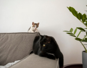 котенок и кошка