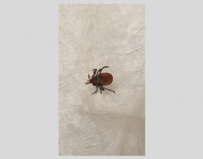 клещ на бумаге