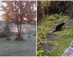 норка и лиса на дачном участке