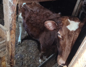 Ферма в Заозерье