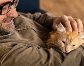 кошка на руках