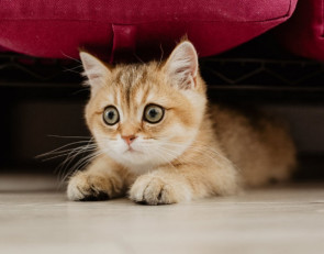 Котенок на полу