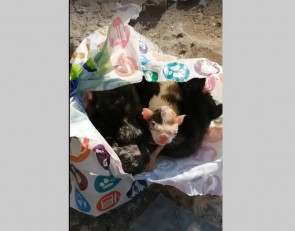 Котята  в пакете
