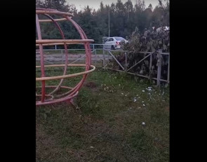 крысы